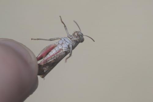 Calliptamus barbarus barbarus